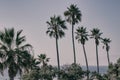 Palm trees in Manhattan Beach, California Royalty Free Stock Photo