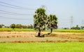 A palm trees on a meadow. Agriculture field landscape Scenery in rural india Royalty Free Stock Photo