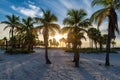 Palm trees on Miami Beach at sunrise Royalty Free Stock Photo