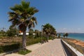 Palm trees at Mil Palmeras Costa Blanca Spain on promenade paseo leading to the beach