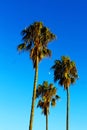 Palm trees and the moon Royalty Free Stock Photo