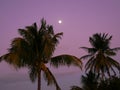 Palm trees and moon at West Indies sunset  in Guadeloupe Royalty Free Stock Photo