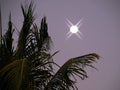 Palm trees and moon at West Indies sunset  in Guadeloupe Royalty Free Stock Photo