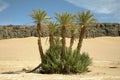 Palm trees in the moroccan desert