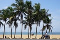 Palm trees at the seaside of Lome in Togo Royalty Free Stock Photo