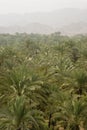 Palm Trees And Mountain Range