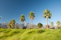 Palm Trees and Mountains Royalty Free Stock Photo