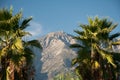 Palm Trees and Mountains Royalty Free Stock Photo