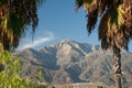 Palm Trees and Mountains Royalty Free Stock Photo