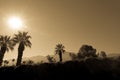 Palm Trees and Mountains