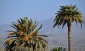 Palm trees and mountains, south of Gran Canaria, Spain Royalty Free Stock Photo