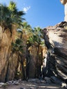 Palm trees and mountains