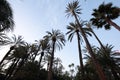 Palm trees of the municipal park of Elche Royalty Free Stock Photo