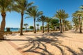 Palm trees near the beach at InterContinental Aqaba Hotel on the Red Sea in Aqaba, Jordan Royalty Free Stock Photo