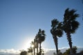 Palm trees near beach with sun behind