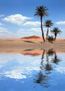 Palm Trees near the Lake in the Sahara Desert Royalty Free Stock Photo