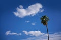 Palm trees and blue sky Royalty Free Stock Photo