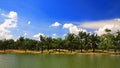 Palm trees near the pond at golf course Royalty Free Stock Photo