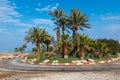 Palm trees near road in Israel Royalty Free Stock Photo