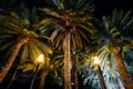 Palm trees at night at Harbour Square, in Pasay, Metro Manila, T