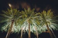 Palm trees at night at Harbour Square, in Pasay, Metro Manila, T