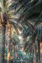 Palm trees in Nizwa, Oman