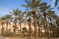 Palm trees oase Dead Sea Israel Royalty Free Stock Photo