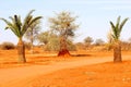 Palm trees oasis red Kalahari desert, Namibia Royalty Free Stock Photo