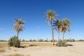 Palm trees oasis in sand desert Royalty Free Stock Photo