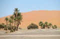 Palm trees oasis in sand desert Royalty Free Stock Photo