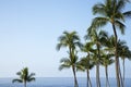 Palm trees and Ocean