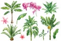 Palm trees, orchid flowers, tropical plants on isolated white background, Watercolor illustration botanical Royalty Free Stock Photo