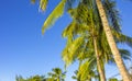 Palm trees over blue sky background on tropical beach Royalty Free Stock Photo