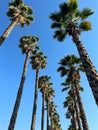 Palm Trees Over Blue Sky Royalty Free Stock Photo