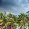 palm trees over cloudy sky in Phuket, Tha Royalty Free Stock Photo