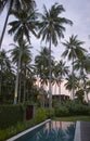 Palm trees over the pool at sunset. Indonesia. Bali Royalty Free Stock Photo