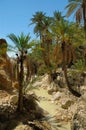 Palm trees over small river in desert oasis