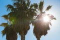 Palm trees over sun at venice beach, california Royalty Free Stock Photo