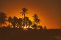 Palm trees at sunset Royalty Free Stock Photo