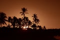 Palm trees at sunset Royalty Free Stock Photo