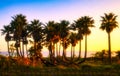 Palm trees at pacific coast at sunset Royalty Free Stock Photo