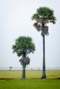 Palm trees on paddy rice field in southern Vietnam Royalty Free Stock Photo