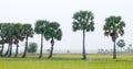 Palm trees on paddy rice field in southern Vietnam Royalty Free Stock Photo