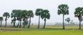 Palm trees on paddy rice field in southern Vietnam Royalty Free Stock Photo