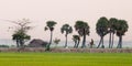 Palm trees on paddy rice field in southern Vietnam Royalty Free Stock Photo