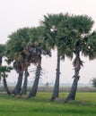 Palm trees on paddy rice field in southern Vietnam Royalty Free Stock Photo