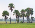 Palm trees on paddy rice field in southern Vietnam Royalty Free Stock Photo