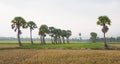 Palm trees on paddy rice field in southern Vietnam Royalty Free Stock Photo
