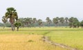 Palm trees on paddy rice field in southern Vietnam Royalty Free Stock Photo