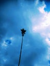 Palm trees Palm under blue sky Royalty Free Stock Photo